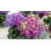 Гортензия Hydrangea Curly Sparkle Blue Purple